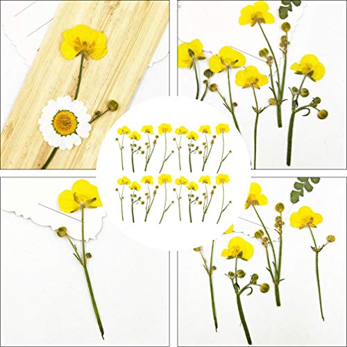 Flores secas prensadas de ranúnculo EXCEART para manualidades miniatura 7