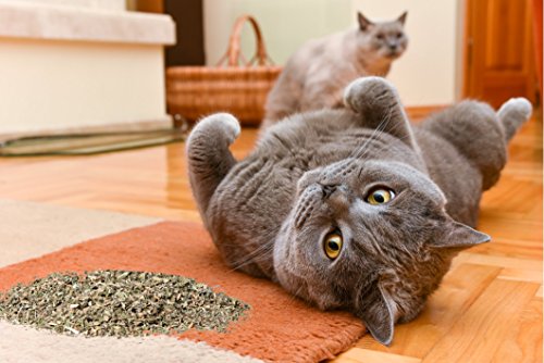 Cat Crack Catnip, Premium Blend Safe for Cats, Infused with Maximum Potency Your Kitty is Sure to Go Crazy for (10 Cups Bulk)