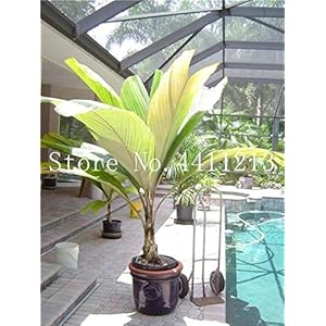 Seeds. 10 PC/Bottles Bottle of Bonsotic Palms Bonsai Agramsero of the Ornamental Bonsai Li Bonsai Seedss for the house Garden Four Seasons Decoration: 20: Only Seeds