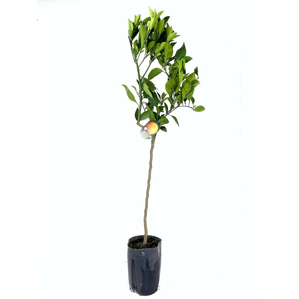 PLANTA NATURAL ÁRBOL MANDARINO CLEMENTINA CLEMENULES TB20 130CM CITRICO PARA EXTERIOR