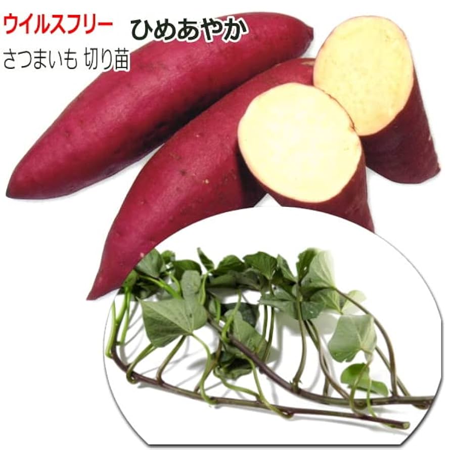 aya_____nページ。さつまいも苗アソート 200本 aya_____n様専用ページ