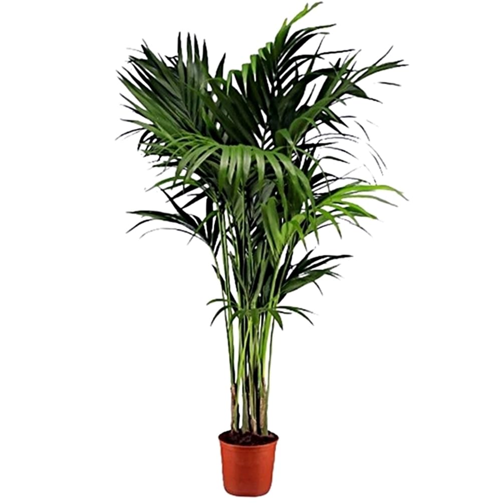 Planta natural Elegante Palmera Kentia. 140-150 cm. Segura Garden. Las palmeras Kentia son espectaculares y mejoran la calidad del aire, creando un ambiente fresco y relajante en el hogar.