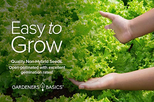 Green Leaf Lettuce Seeds For Planting - (Black Seeded Simpson Variety) Heirloom, Non-Gmo Lettuce Variety- 2 Grams Seed Great For Spring, Summer, Fall, Winter Garden And Hydroponics By Gardeners Basics #TOP2