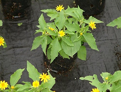 Originline Weed Control Fabric Planting Holes - Ground Cover Weed Barrier - Eco-Friendly for Vegetable Garden Landscape, 3 feet by 12 feet - Thumbnail 5
