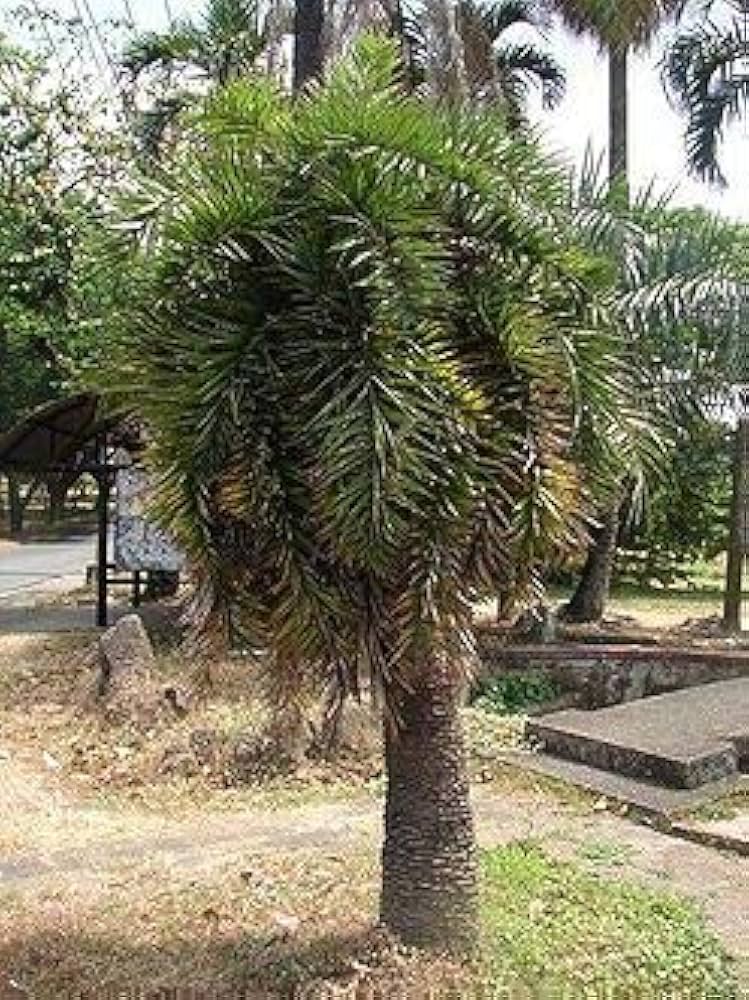 Amazon | シップソンパンナーヤシ（ナツメヤシ）の種（10粒） | 種