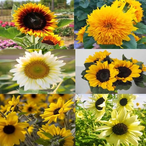 girasoli semi di girasoli giardino perenni resistenti al sole semi prato selvatico giardino interno estate che amano la 400pcs