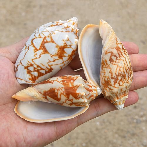 Conchas marinas naturales seleccionadas de 6-7 cm para coleccionismo y diseño 4