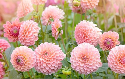 Image of Dahlia Flower Seeds 50 Plus Mixed Color for Planting Winter Seasonal Flower Seeds for Home Garden Balcony Terrace Easy Grow Decorative Blooming Plants for Indoor Outdoor Gardening (Dahlia)