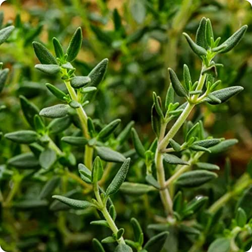 Graines De Thym Anglais D'Hiver Thymus Vulgaris Environ Jardin Potager