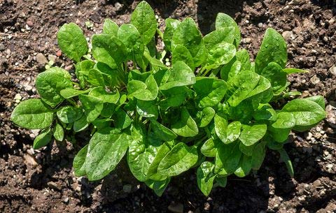 IndianAgro Green Malabar Spinach - 50 Seeds - (Basella alba) - Hybrid Vegetable Seeds - Big Leafy Spinach Seeds (B07SQFFKTW) Amazon Price History, Amazon Price Tracker