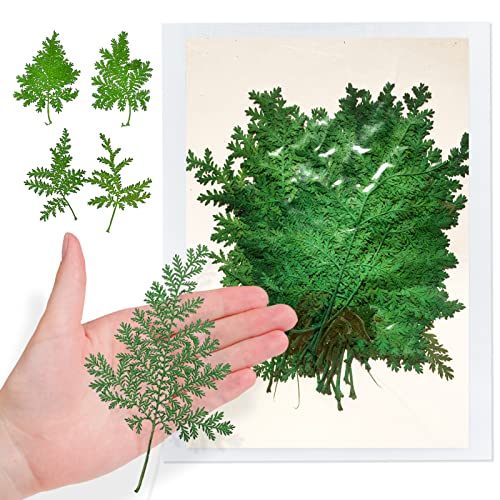 42 hojas secas de artemisa para artesanía miniatura 1
