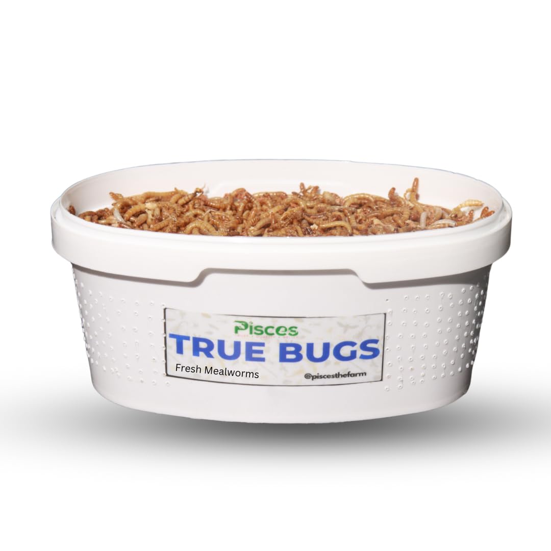 PISCES True Bugs Live Larvae Mealworms 100 Pcs | High Protien Treat Food for All Life Stages Aquarium Fishe Like Arowana,Oscar & Birds,Reptile, Monkey (B0D7MJZ6J6) Amazon Price History, Amazon Price Tracker