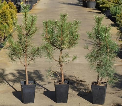 Pino da pinoli domestico "Pinus pinea" pianta h 70/100 cm
