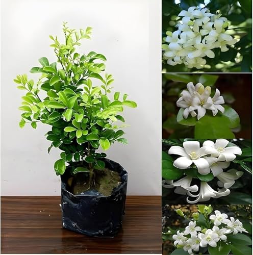 Image of Madhu Kamini Plant Live | Fragrant White Flower Paudha | Thai Hybrid Dwarf Maraiya Tree | Garden & Home Plant || Pack of 1.