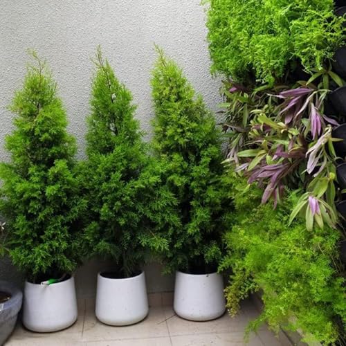 Image of Decora Flora Pot (Stone White)(Small)(with Drainage Hole)(FL 12) || Pots for Plants Polymer || Lightweight || Indoor-Outdoor || Non-Breakable || Non-Fading || Plant Directly ||