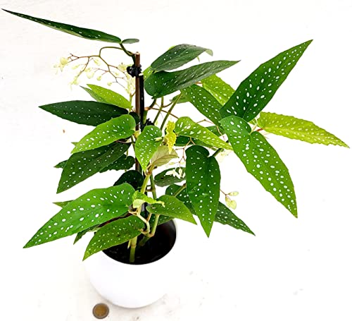 POWERS TO FLOWERS - BEGONIA TAMAYA A FIORE BIANCO, CORALLINA, TAMAIA, IN VASO CERAMICA BIANCO SFERICO, pianta vera