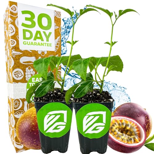 Bounty Passion Fruit Plant Vine – Passiflora by Wellspring Gardens – Sweet, Juicy Fruit – Fast-Growing & Vigorous – Great for Trellises, Fences & Containers (2-Pack)