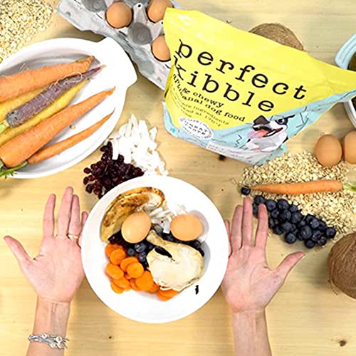 What is the Best Soft Kibble for Older Dogs? DogVills