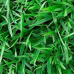 1 KG De sementes De Grama Esmeralda Americana (100% PURAS)