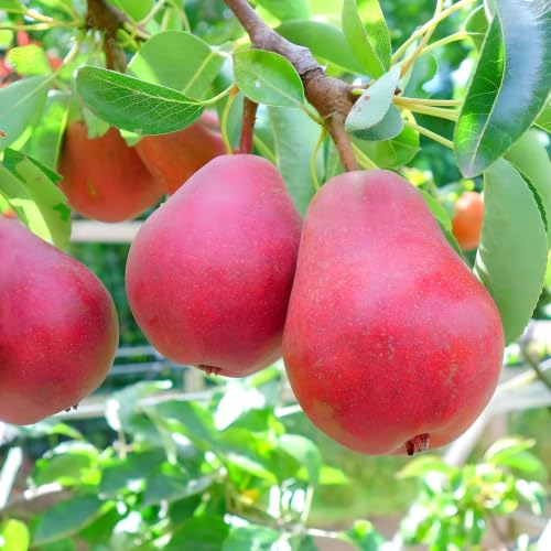 Image of Red Pear Fruit Plant | Nashpati Live Tree | Healthy Fruit Bearing Plant for Home & Outdoor Gardening | Pack of 1