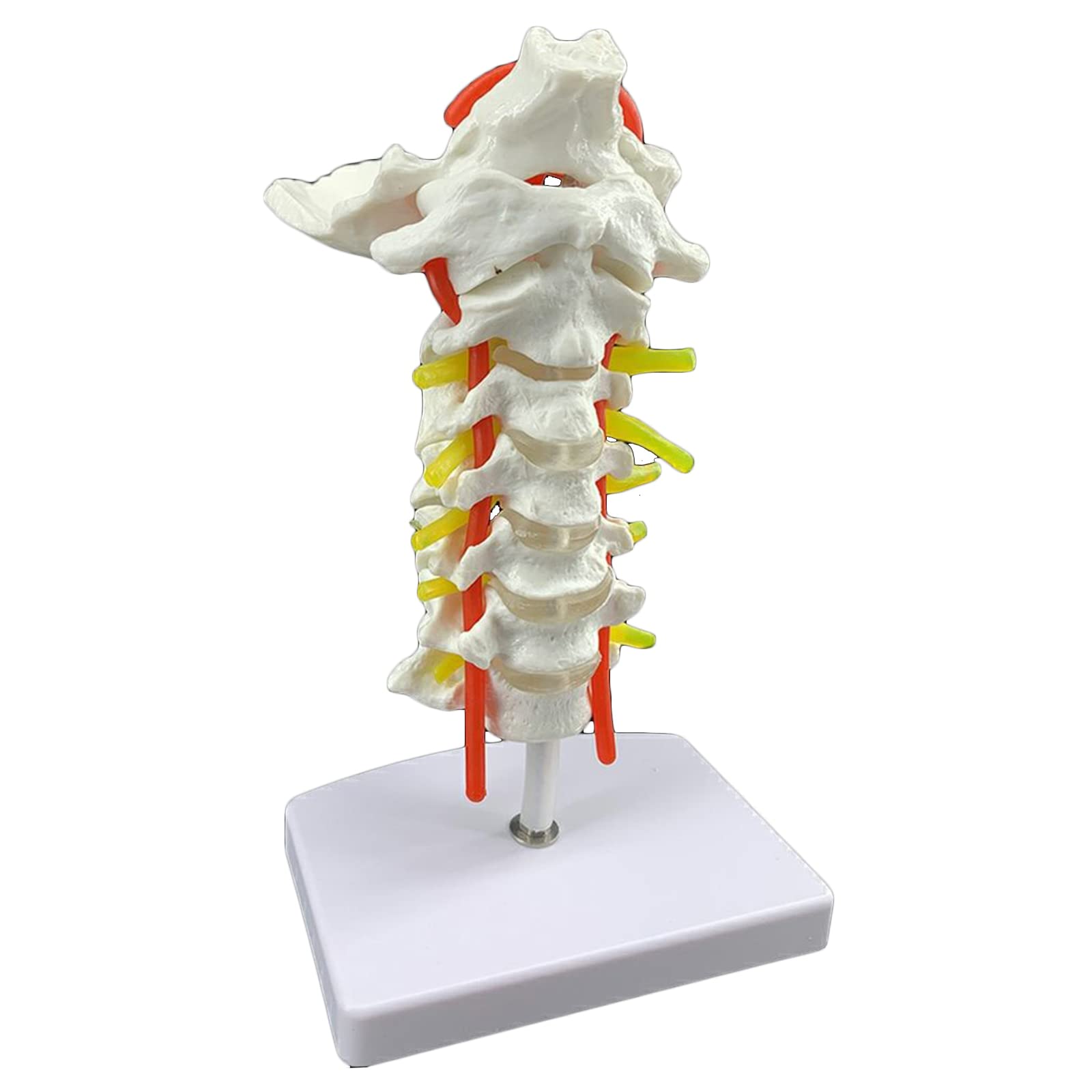 KZ55H Cervical Vertebra Anatomy Model - Arteria Spine Spinal Nerves Anatomical Model - for Chiropractor, Osteopath Office and Student Study