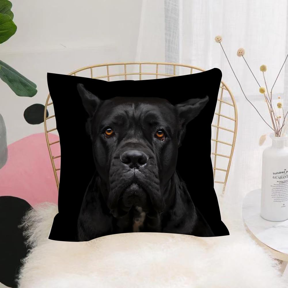 HYMSXW Cushion Cover,Throw Pillow Case Home Decorative for Living Room Bedroom Sofa Chair 20X20 Inch,Closeup portrait of beautiful black Cane Corso female dog. Pure breed. Studio s,Pillowcase 50X50cm
