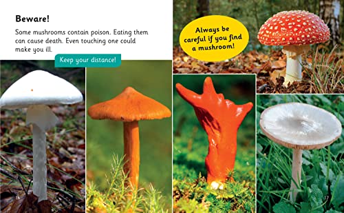 The Secret Life of Mushrooms: Phase 5 Set 4 Stretch and challenge (Big Cat Phonics for Little Wandle Letter) - Image 5