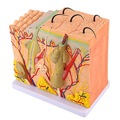 Image of JTLB 50X Three Dimensional Human Skin Magnified Model Anatomy Biology Teaching Aid Laboratory Supplies