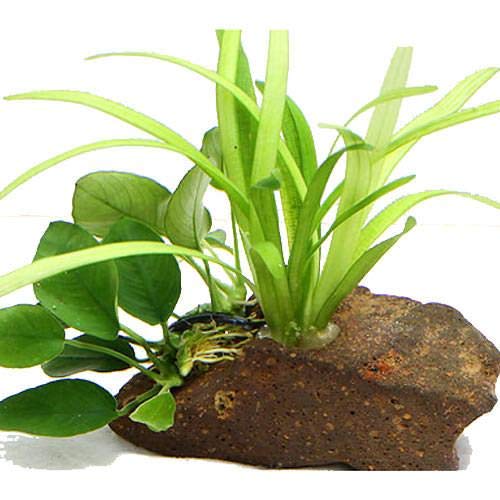 ijuȒP sO~[`F[TW^A  AkrAXii nΕtiPj