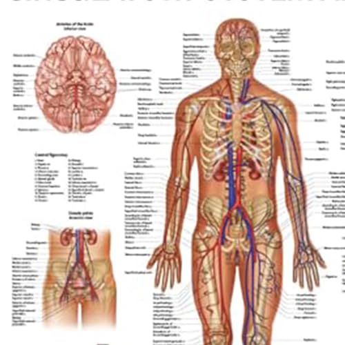 Image of Anatomy Lab Human Circulatory System Poster, LAMINATED, Anatomy and Physiology Body System Poster, 17.3 x 22.5 Inches, Circulatory System Anatomy Poster, Body System Anatomy