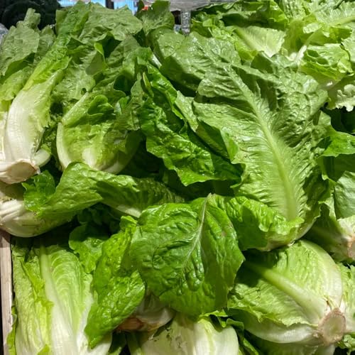 semi di lattuga, rare re lattuga, esterno verdi giardino semi di regali sostenibili giardino per luoghi soleggiati da roccioso 200pcs