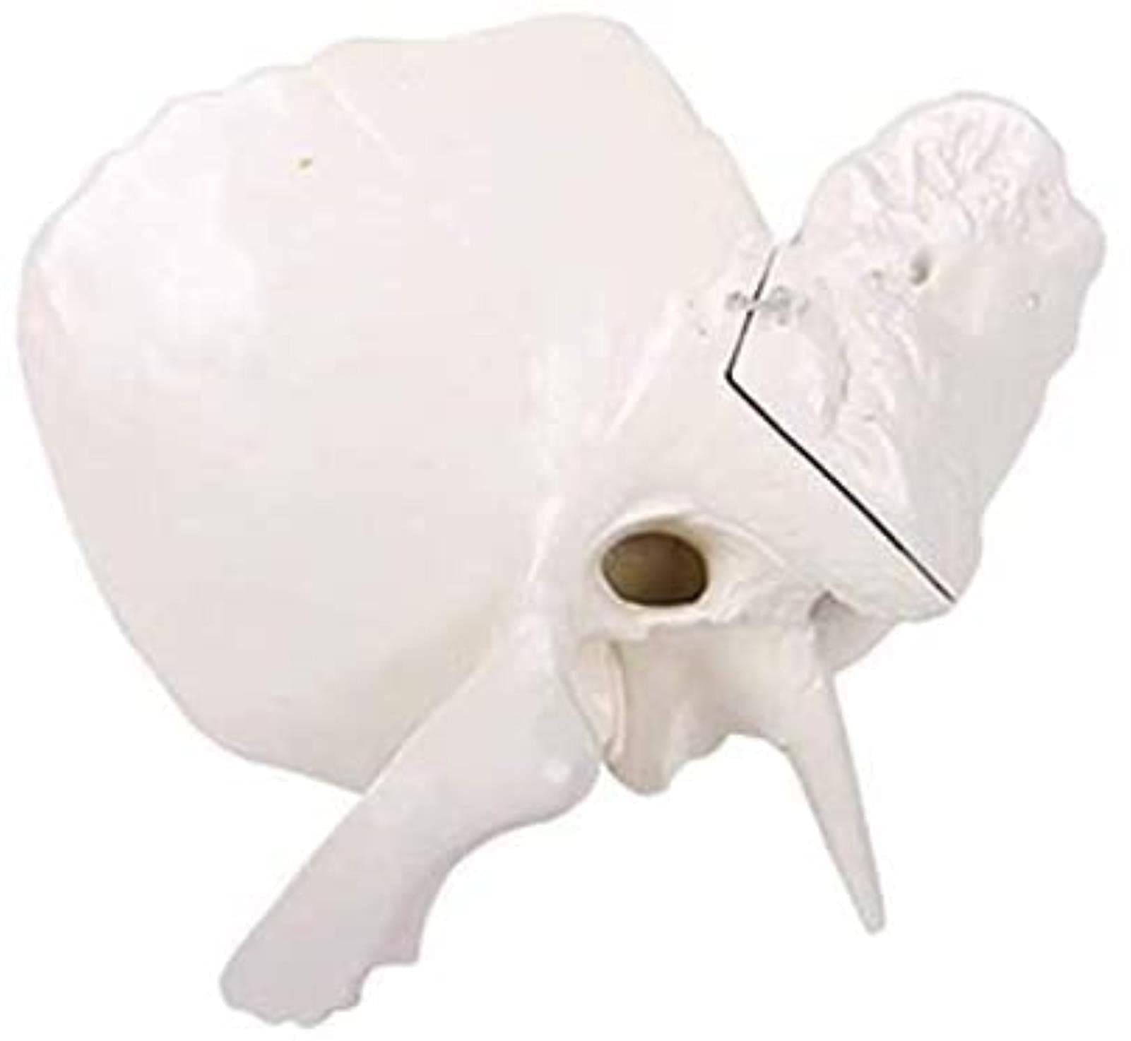 Educational Model Enlarged Temporal Bone Model Anatomical Temporal Bone Model Head Skull Temporal Bone Amplification Model Teaching Demonstration Model