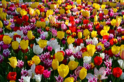 Seedeo® - Tulpen Pflückgarten Mix Farbenspiel 50 Zwiebeln mehrjährig - winterhart