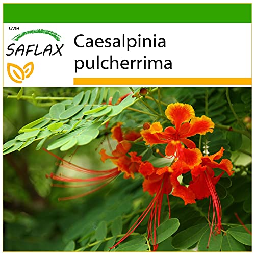 SAFLAX - Pequeño flamboyan - 10 semillas - Con sustrato estéril para cultivo - Caesalpinia pulcherrima