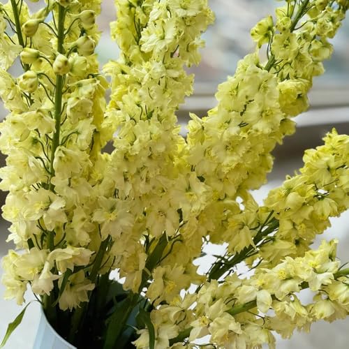 semi di delphinium recisi resistenti 750pcs