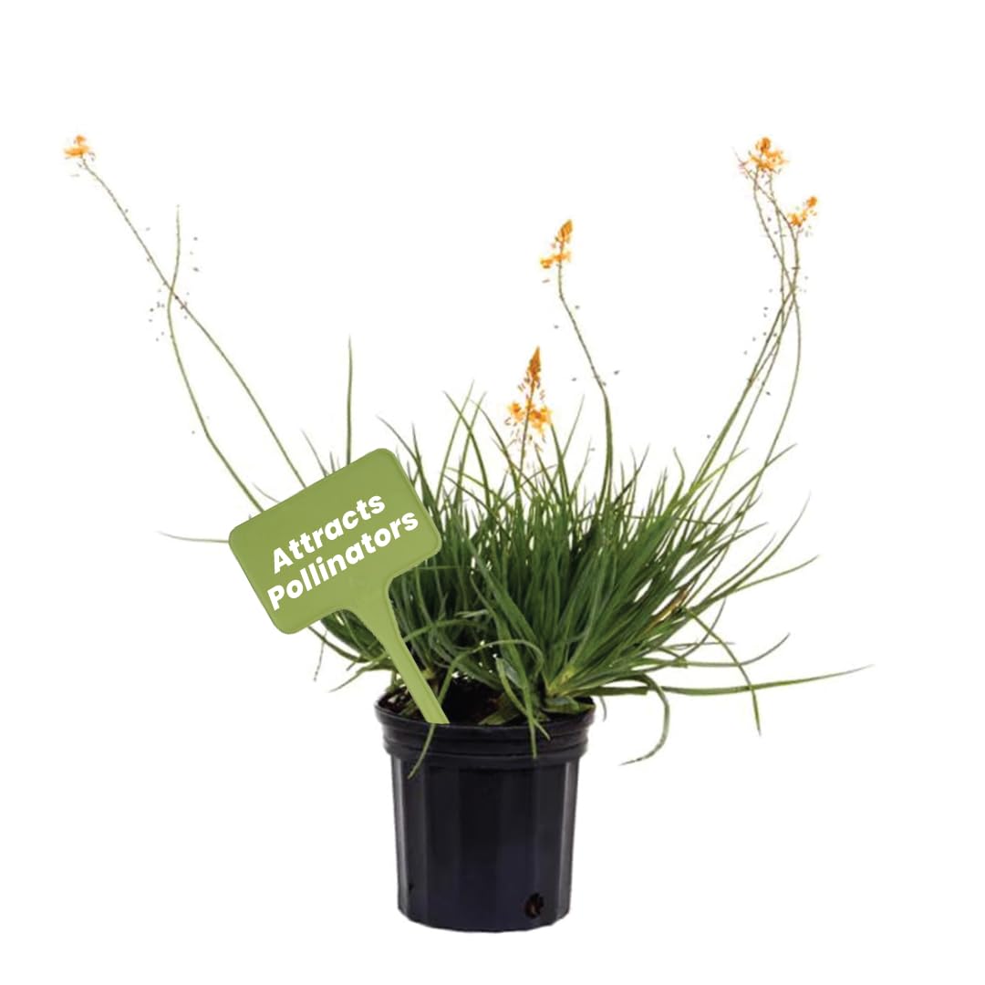 American Plant Exchange Bulbine Orange