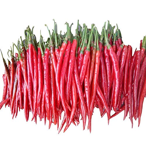 Graines de poivre rouge longues 50+ graines de légumes de piment de Cayenne sans OGM pour la maison jardin extérieur cour intérieure plantation ferme Cover