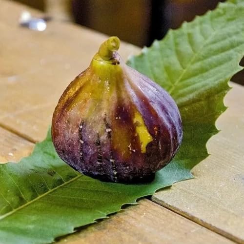 PIANTA DA FRUTTO FICO SAN MANGO in vaso 20 età 2/3 anni (foto reali)
