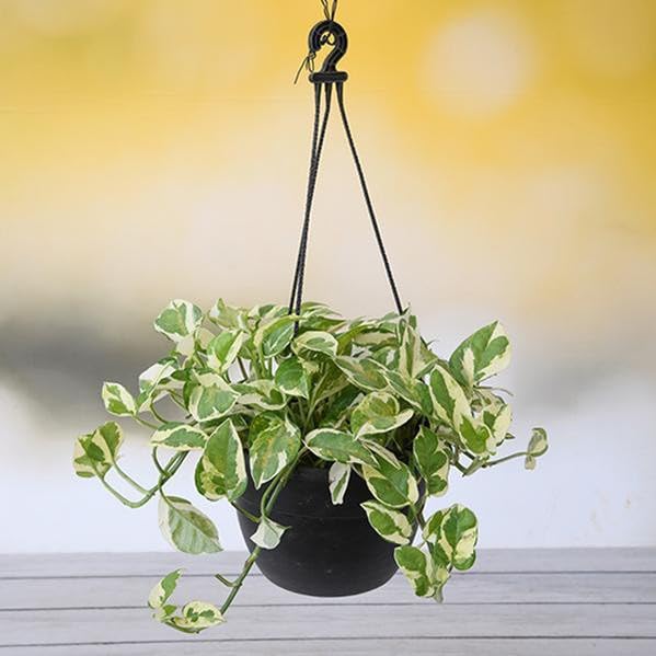 See full amazon price history chart for Punarva Money PlantManey PlantMoney plant marble prince, Scindapsus n joy (Hanging Basket) - Plant Punarva Money PlantManey PlantMoney plant marble prince, Scindapsus n joy (Hanging Basket) - Plant (B0D1217YN5) Amazon Price History, Amazon Price Tracker