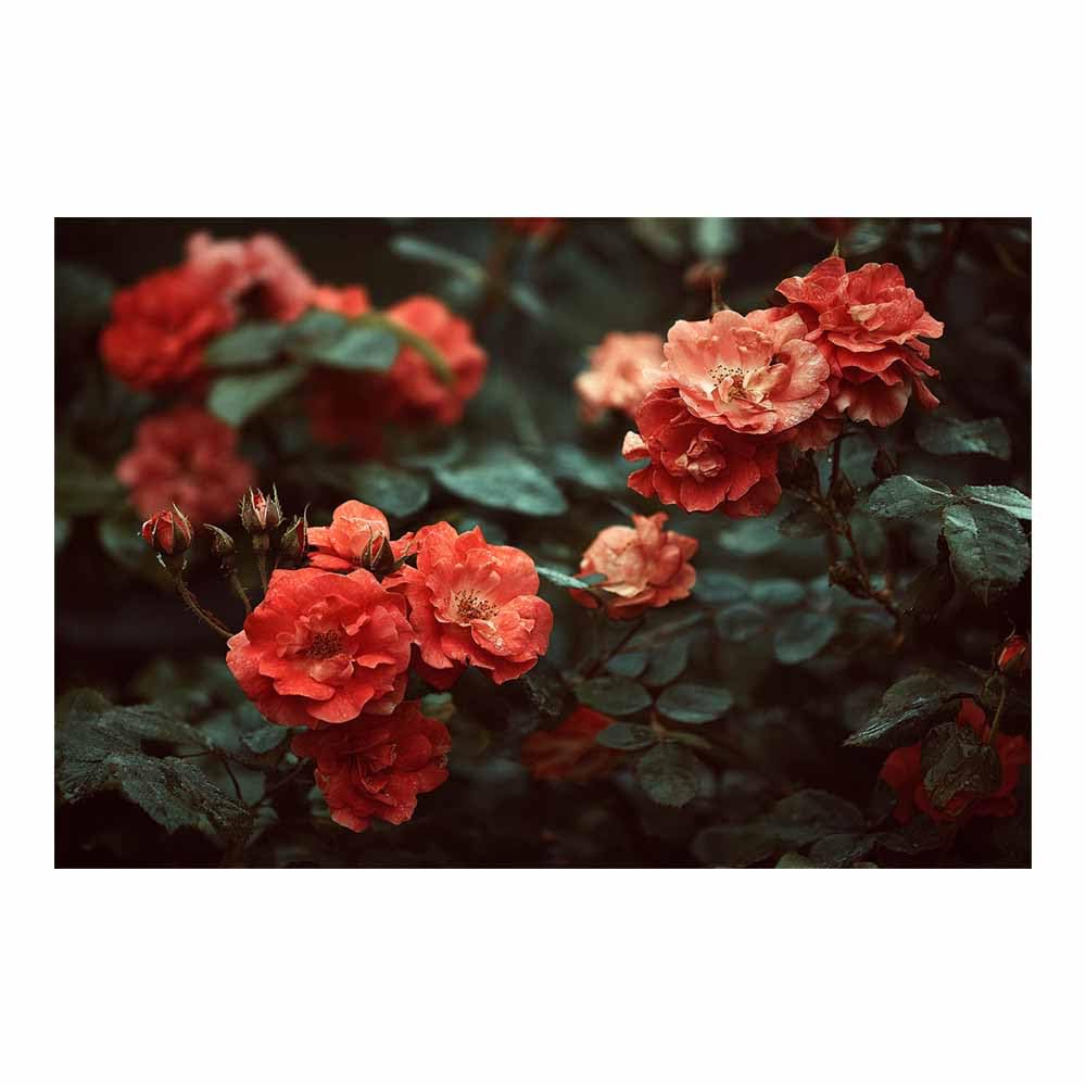 ZAMAEIU Large Nature Canvas Paintings Prints Rosess amidst the thicket Landscape Picture, Modern Living Room Decor, Dining Room Hallway Home Decoration(red)-80x120cm Unframed