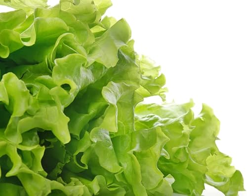 Miniatura 4 de Semillas de lechuga para plantar, más de 1000 semillas de reliquia por paquete, semillas de jardín de Isla (semillas de jardín de Isla), semillas