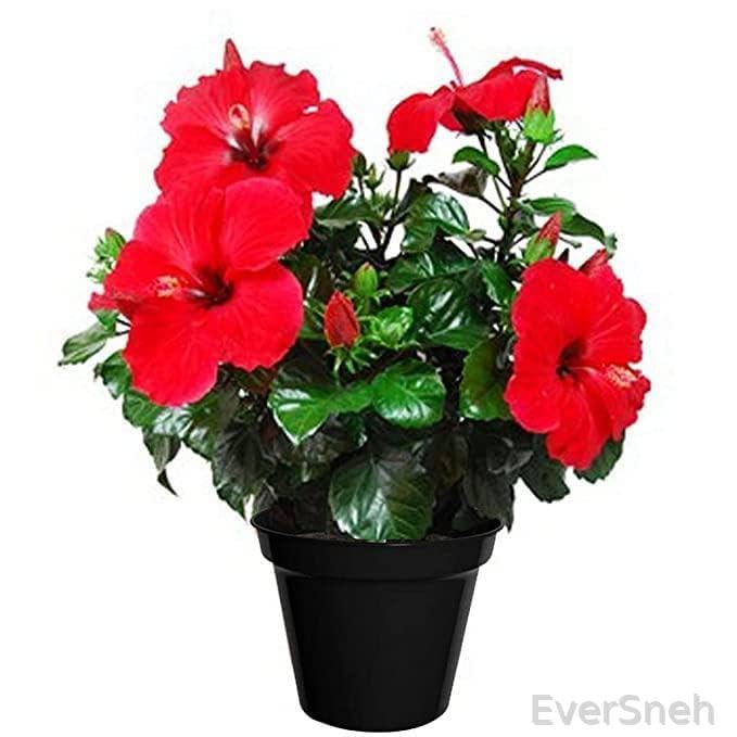 EverSneh Real Live Red Hibiscus/gudhal Live Flower Plant with Pot. (B0BFBPZ5KK) Amazon Price History, Amazon Price Tracker