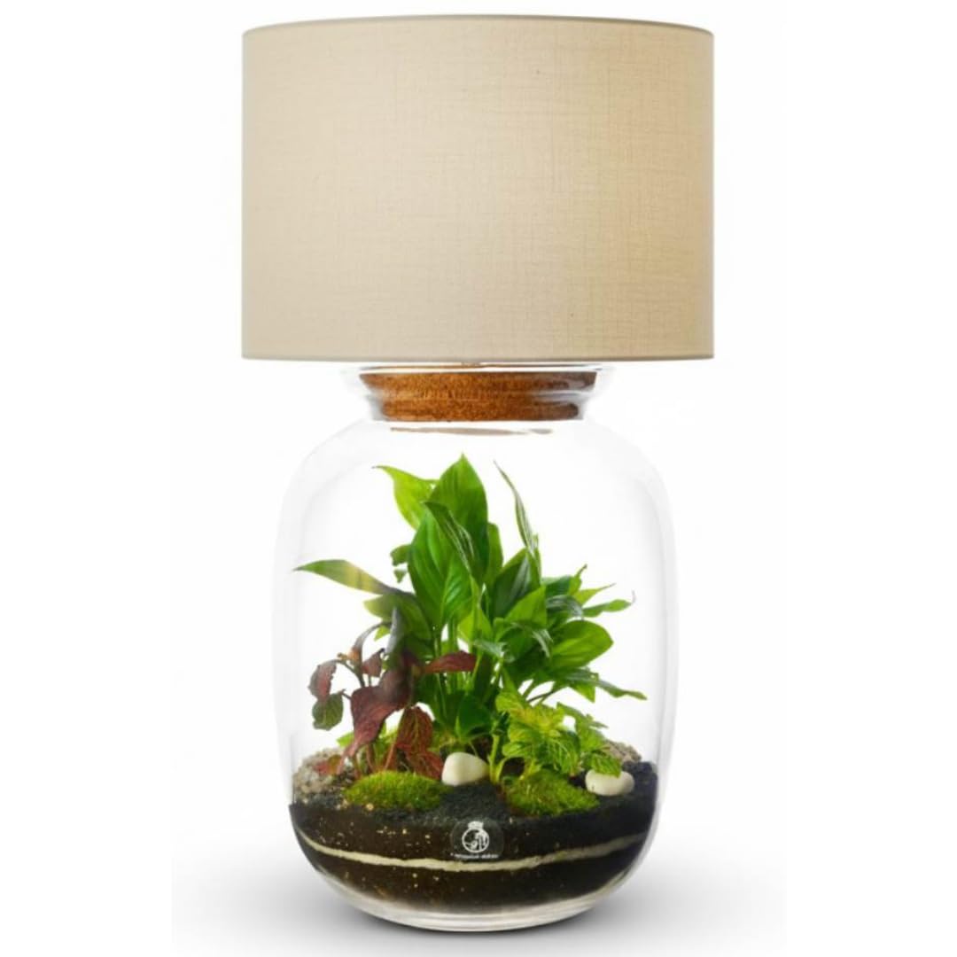 DIY Terrarium Lamp Kit with 3 Live Plants & Moss – H: 32 cm Mouth-Blown Glass Container with Cork Lid and 30 cm Lampshade – Handmade Closed Natural Indoor Garden Display