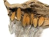 Moonlight Feather | 1 Dozen - Golden Brown Whiting Farms Laced Hen Saddle Feathers Fly Tying Craft Halloween Supply #5