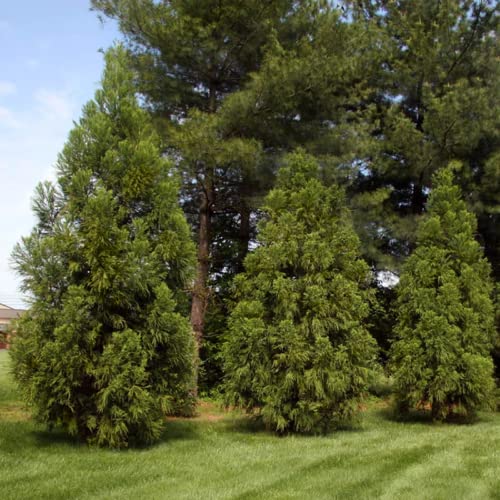Chuxay Garden 50 Seeds Cryptomeria,Cryptomeria Japonica,Sugi,Japanese Cedar,Japanese Redwood Evergreen Tree Great For Bonsai Easy To Grow & Maintain #TOP2