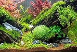 PondPlantsUK - Mixed Amount of Tropical Aquatic Plants No Lead (50 Weighted Live Aquarium Plants (10 Bunches))