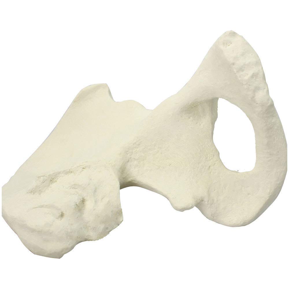 Hip Bone Model - Simulated Bone Model Human Hip Bones Model - PVC Human Ilium Skeleton Anatomy Model - For Medical Teaching, Orthopedic Operational