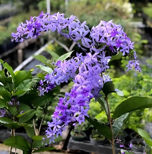BUBLIX Purple Lavender Nilmoni Lata Sandpaper Vine Live Flower Plant | Organic Purple Flowering Climbing Plant for Home Gardens, Pergolas, and Outdoor Landscaping | Attractive Blooms and Foliage