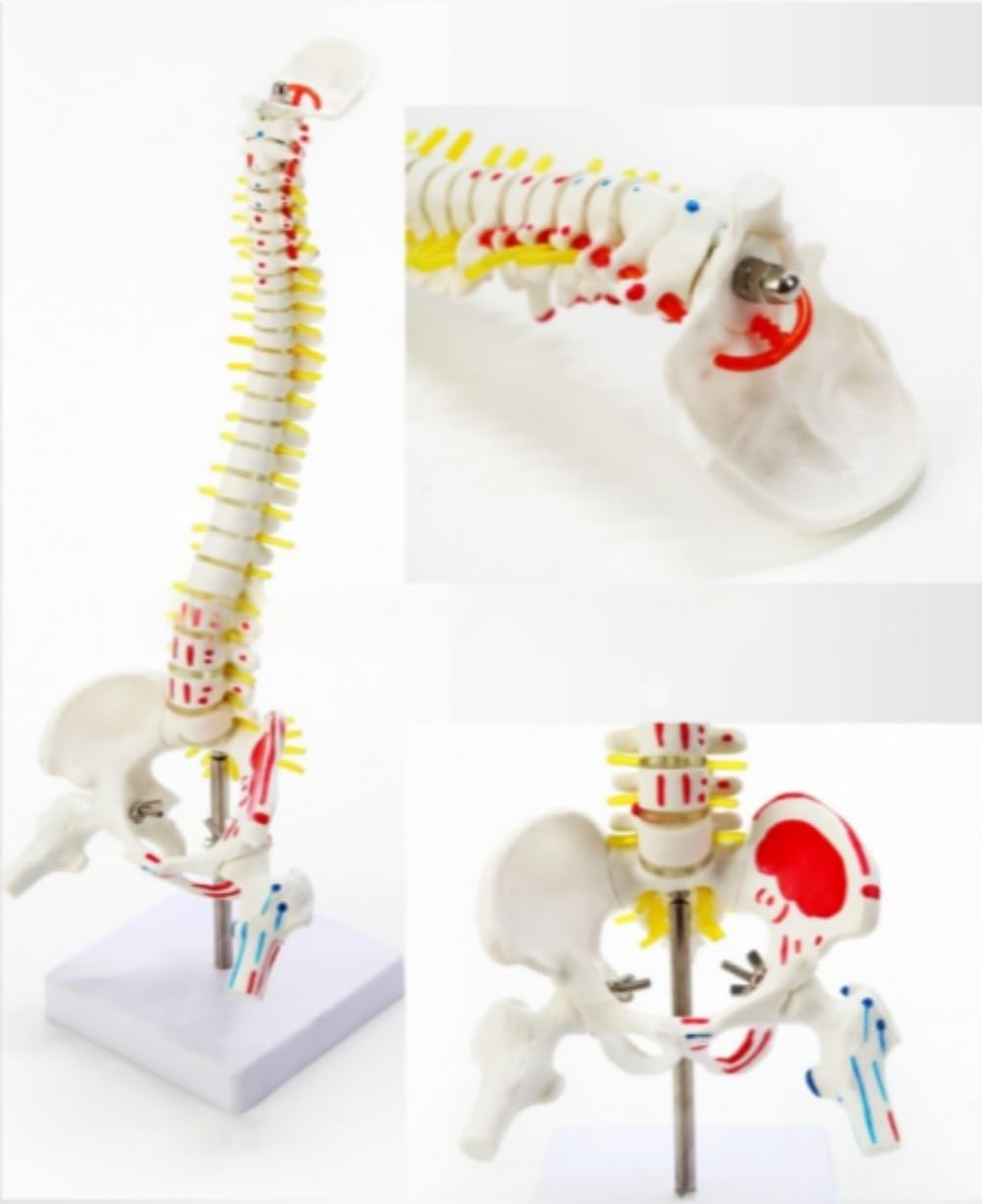 Amazon.co.jp: WOLKKAM実物大 脊髄骨盤模型 背骨 脊柱模型 脊柱可動型