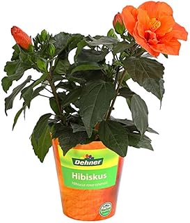 Árbol Conocido como Rosa China - Hibiscus NATURAL